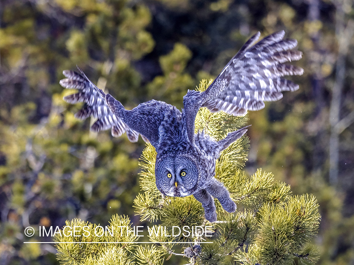 Great Grey Owl in habitat.