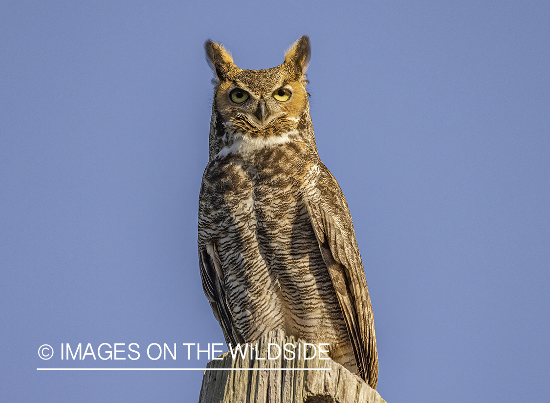 Great Horned owl in habitat.