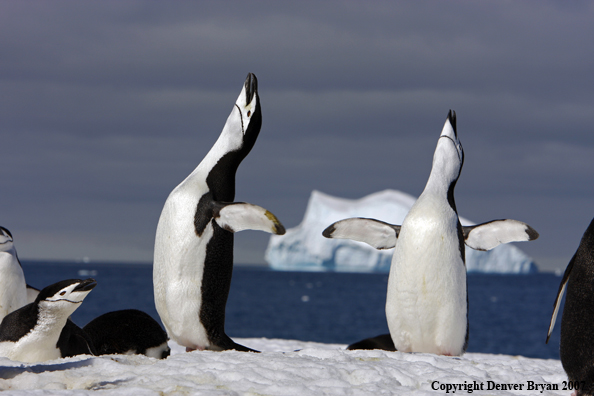 Chinstrap penguin in habitat