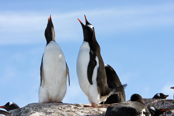 Gentoo Penguin displaying