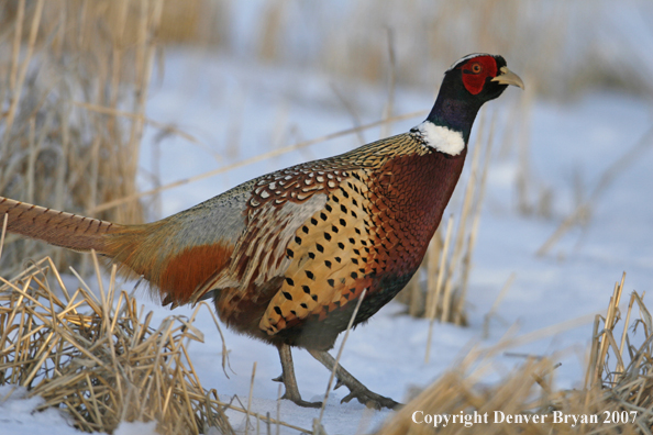 Ring-necked pheasant in habitat