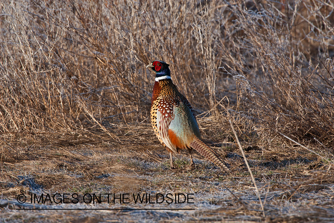 Ring-necked pheasant in habitat.
