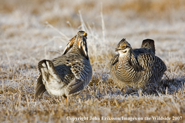 Greater Prairie Chickens in habitat.