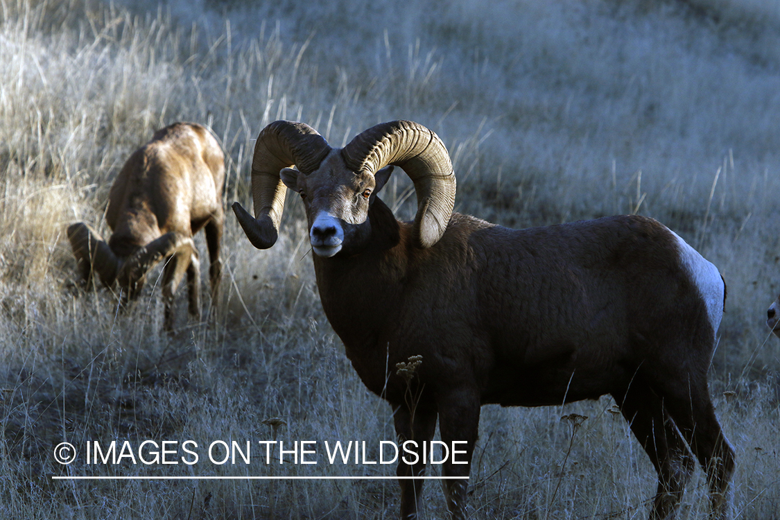 Rocky Mountain bighorn sheep in field.