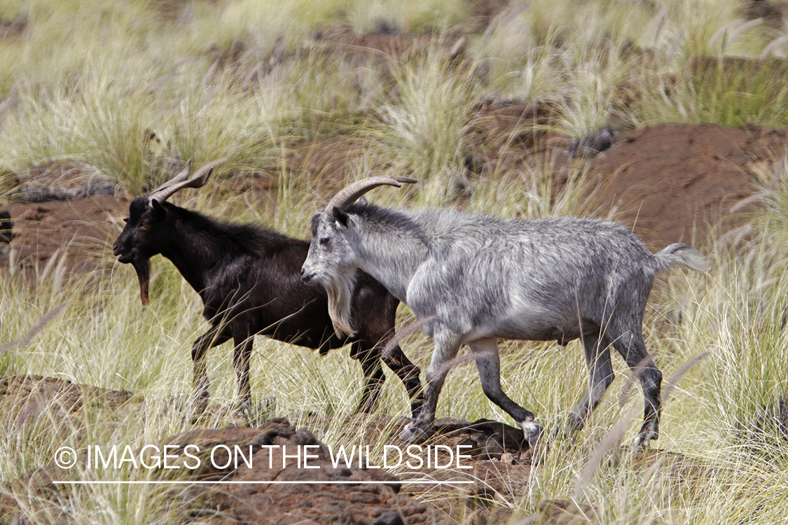 Hawaiian feral goats in habitat.