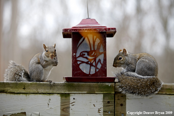 Gray squirrels eating from bird feeder.