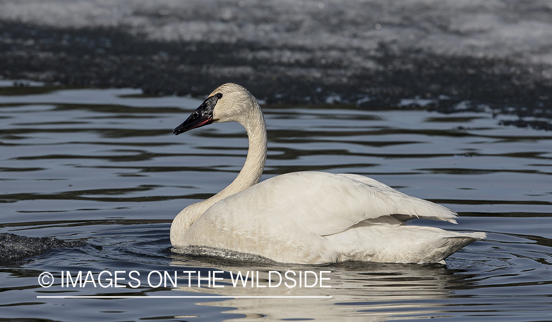 Trumpeter swan in habitat. 