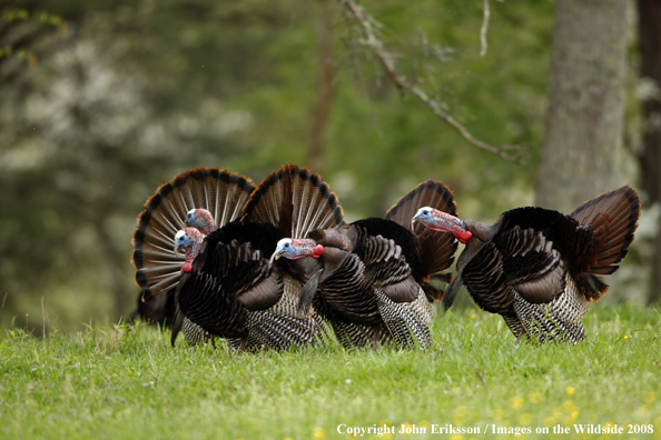 Eastern Wild Turkey