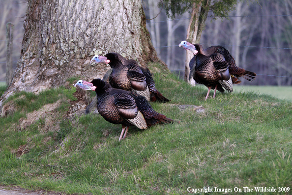 Eastern Wild Turkeys in habitat