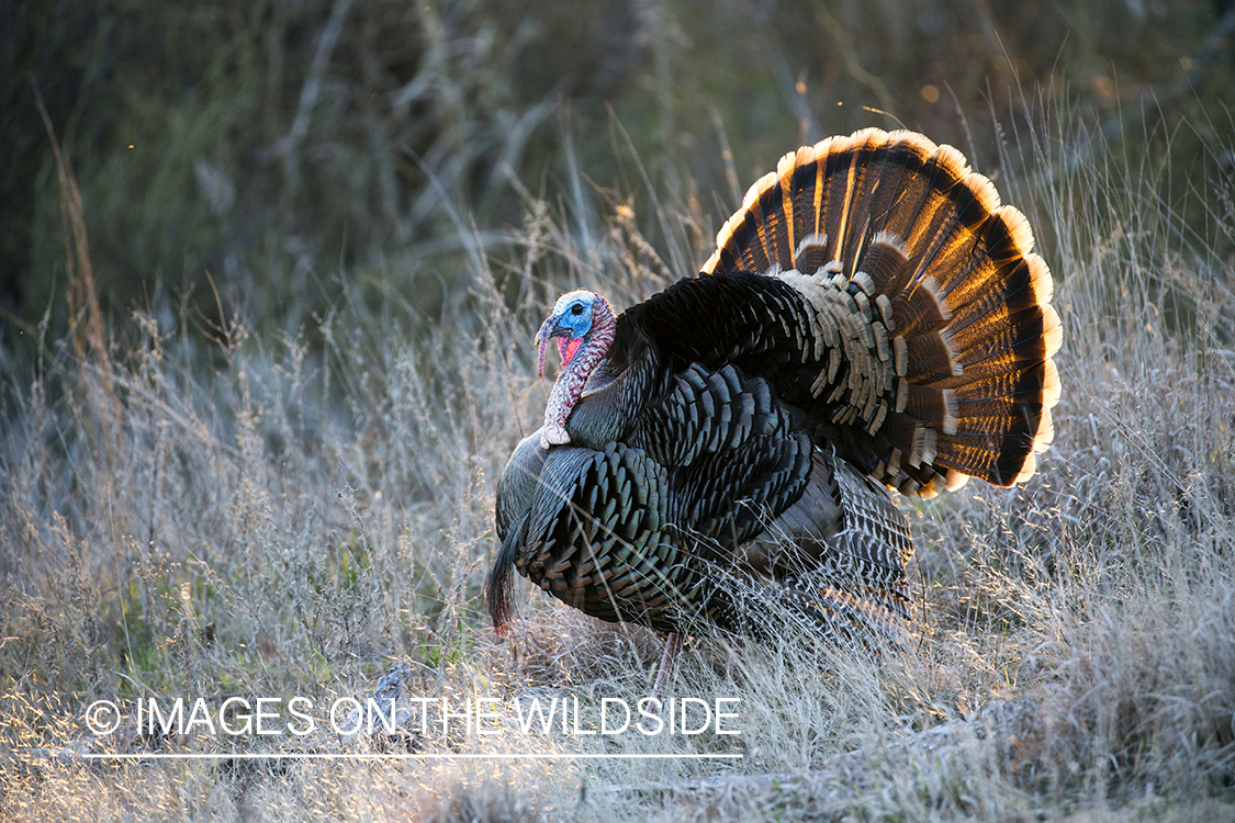 Rio Grande Turkey in habitat.