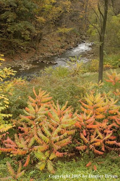 Flyfisherman on Pennsylvania spring creek.