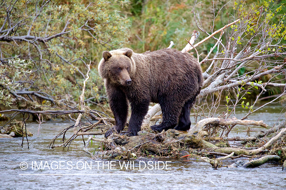 Brown Bear in habitat.