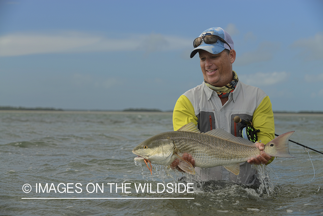 Flyfisherman releasing redfish.