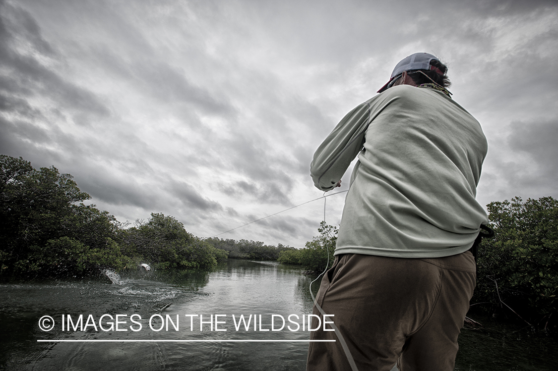 Saltwater flyfisherman fighting jumping tarpon on line.
