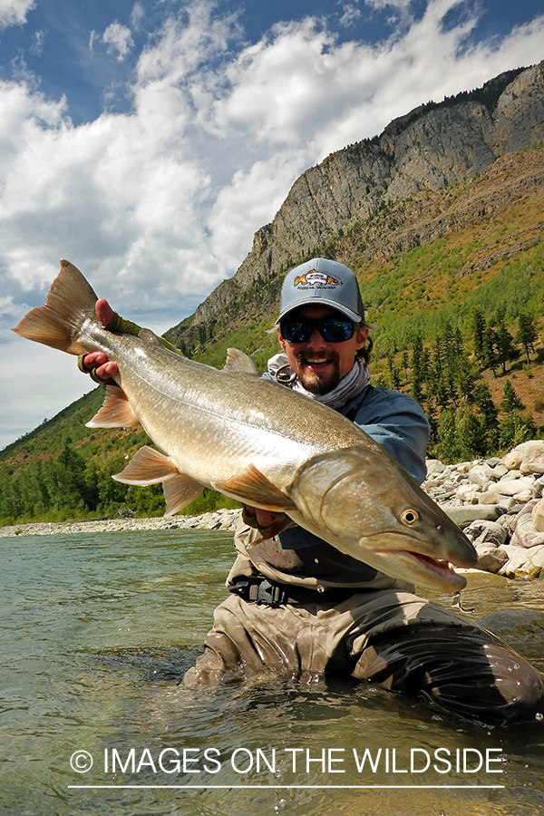 Flyfisherman releasing bull trout.