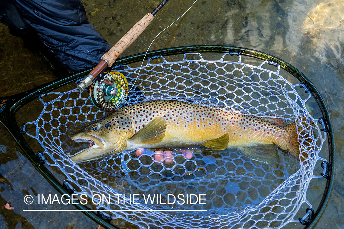 Flyfisherman releasing Brown Trout.