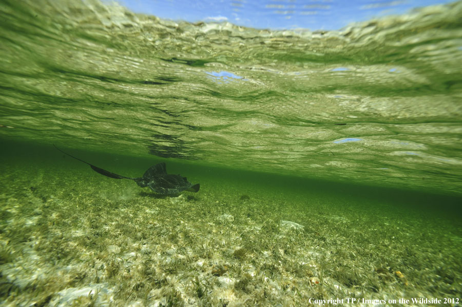 Stingray in habitat.