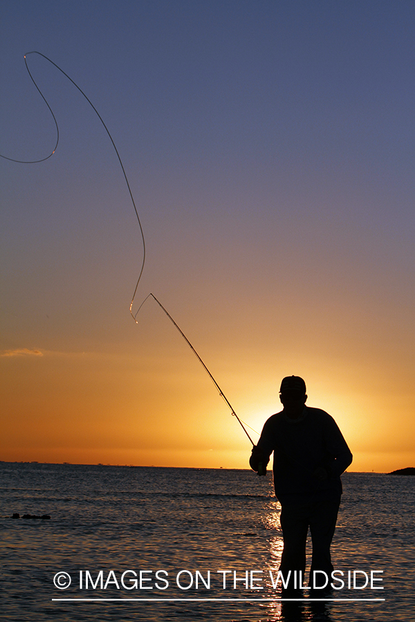 Saltwater flyfisherman casting from shore during sunset. 