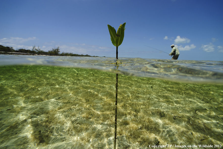 Flyfishing for bonefish.