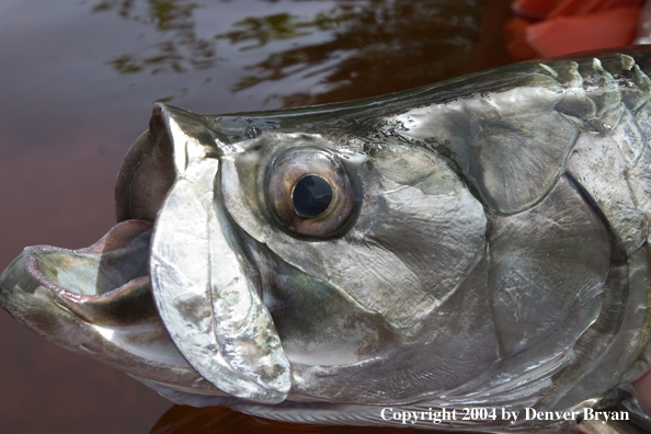 Head of a tarpon