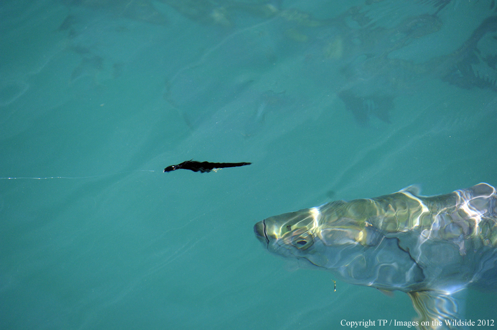 Tarpon chasing fly. 