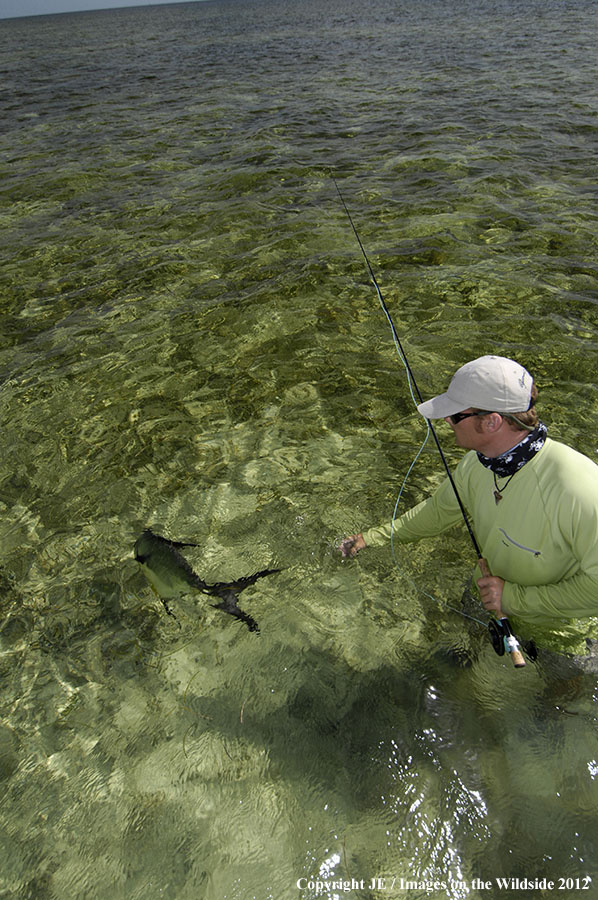 Flyfisherman releasing permit fish.