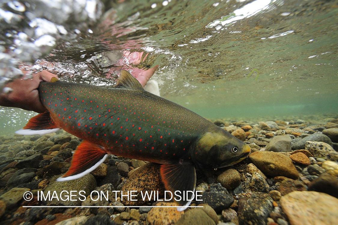 Fisherman releasing an Artic Char.