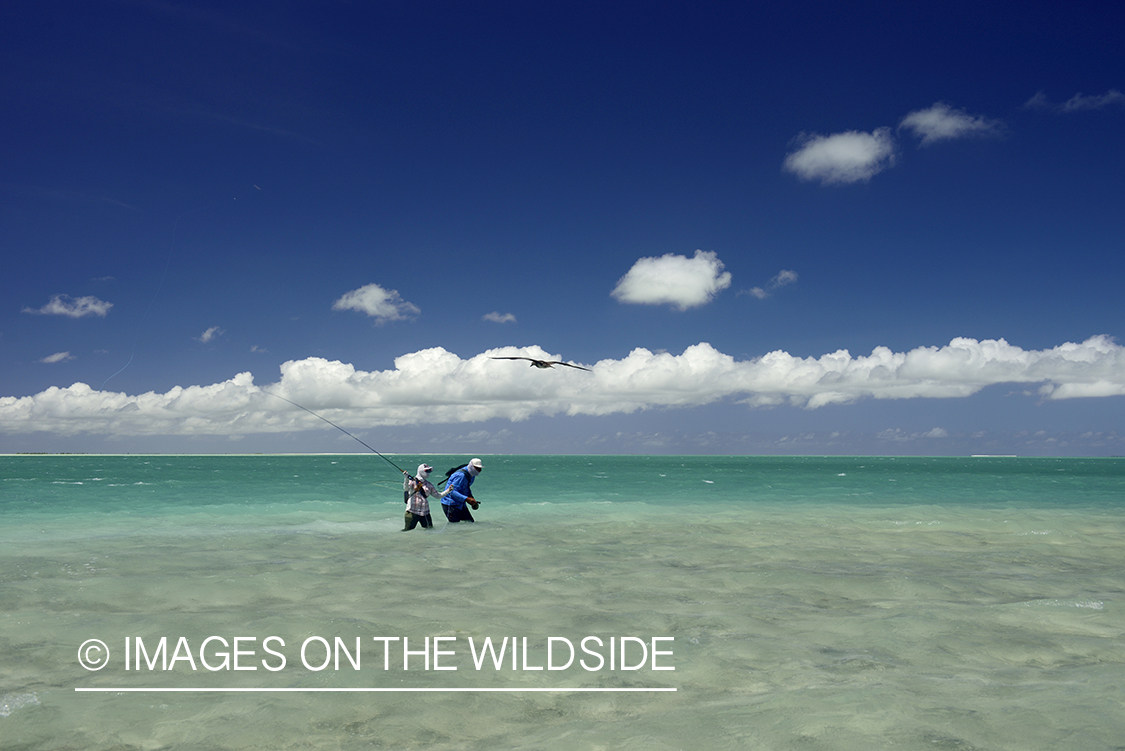 Flyfishing for Peachy Triggerfish on flats.