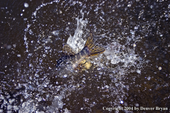 Northern pike fighting/splashing.