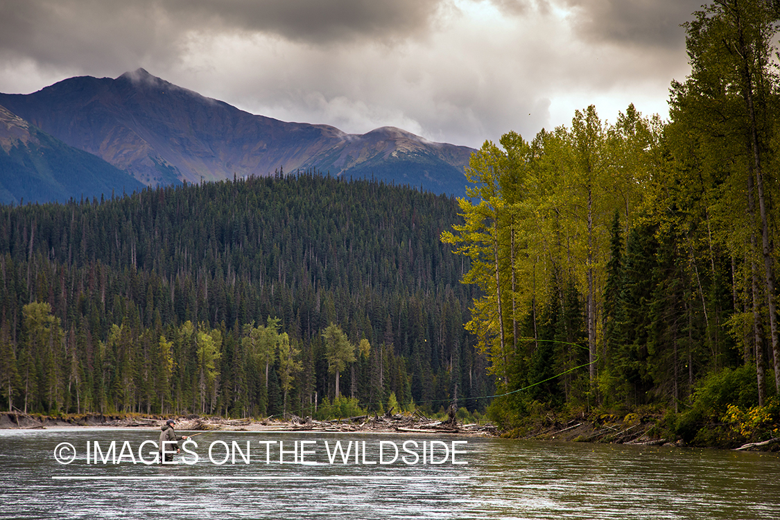 Flyfishing for steelhead on Nass River, British Columbia.