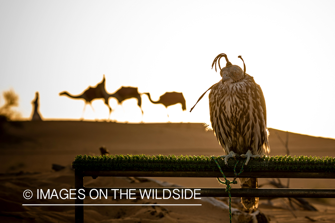 Falcon on perch with string of camels in background.