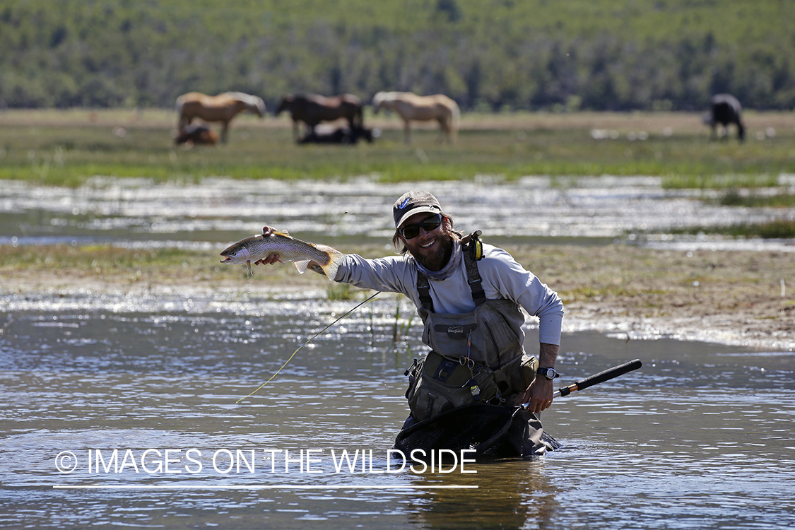 Flyfisherman releasing rainbow trout.