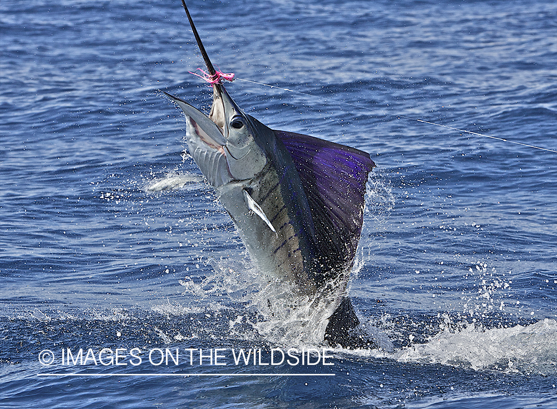 Deep sea fisherman fighting jumping sailfish.