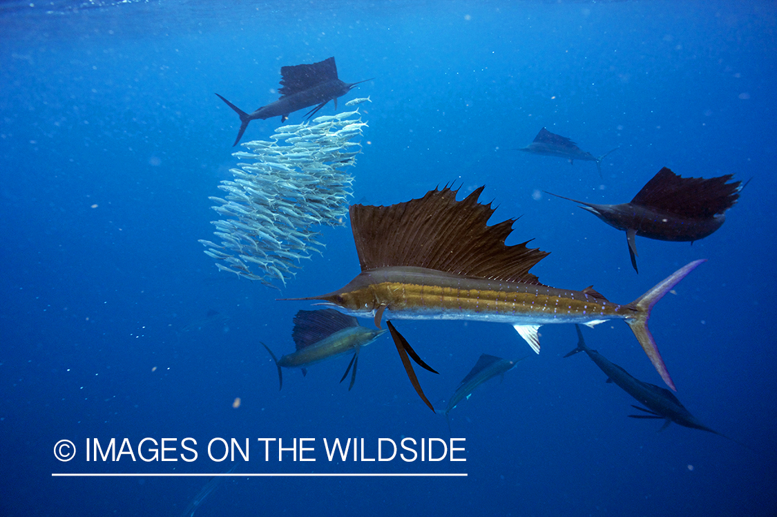 Sailfish attacking school, (bait ball), of bait fish. 