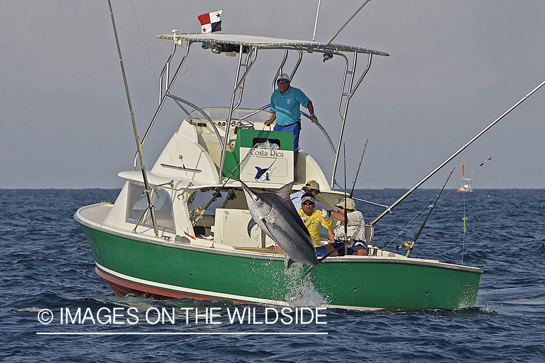 Deep sea fisherman fighting jumping black marlin.
