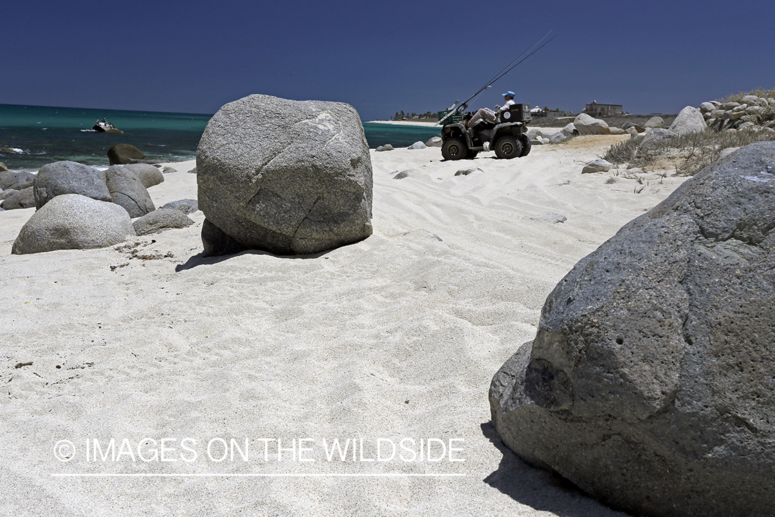 Chasing roosterfish on Baja Peninsula, Mexico.