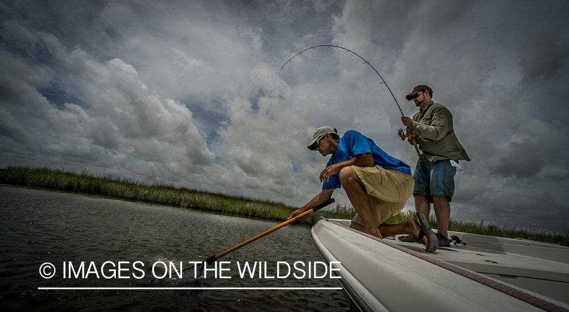 Fishermen fighting with redfish.