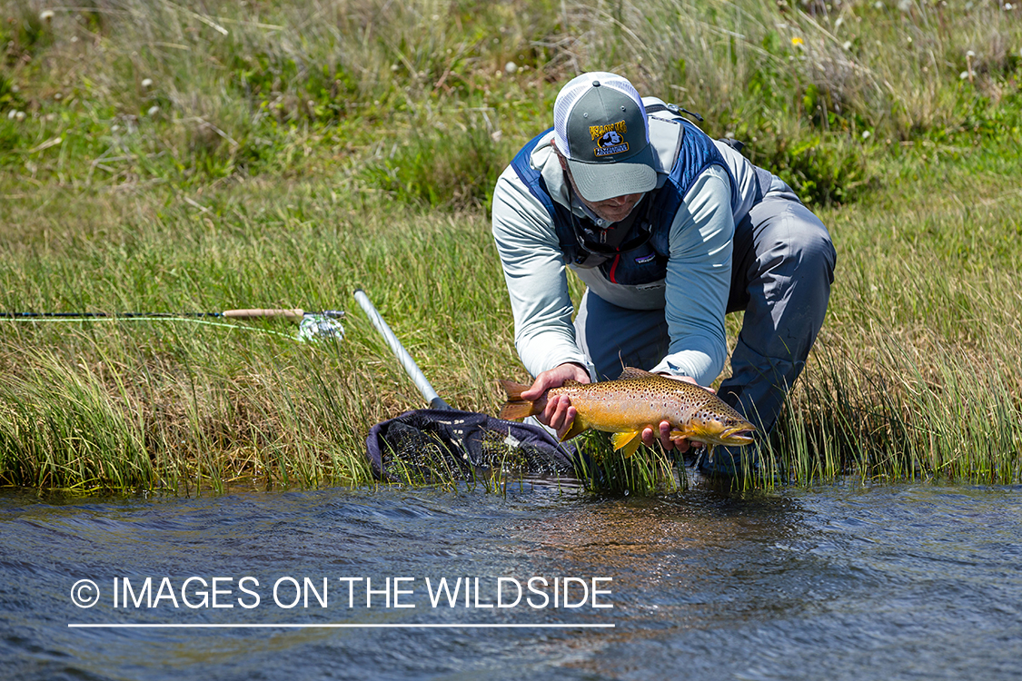 Flyfisherman releasing trout.