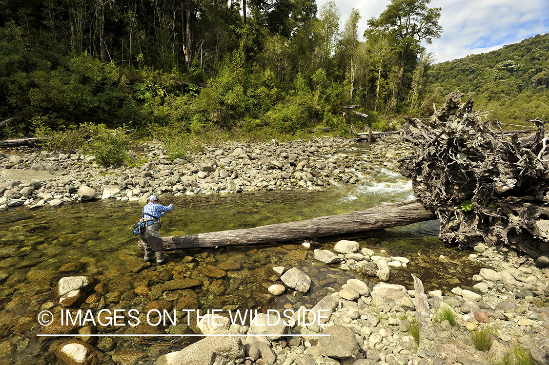 Flyfisherman hooks trout next to tree.