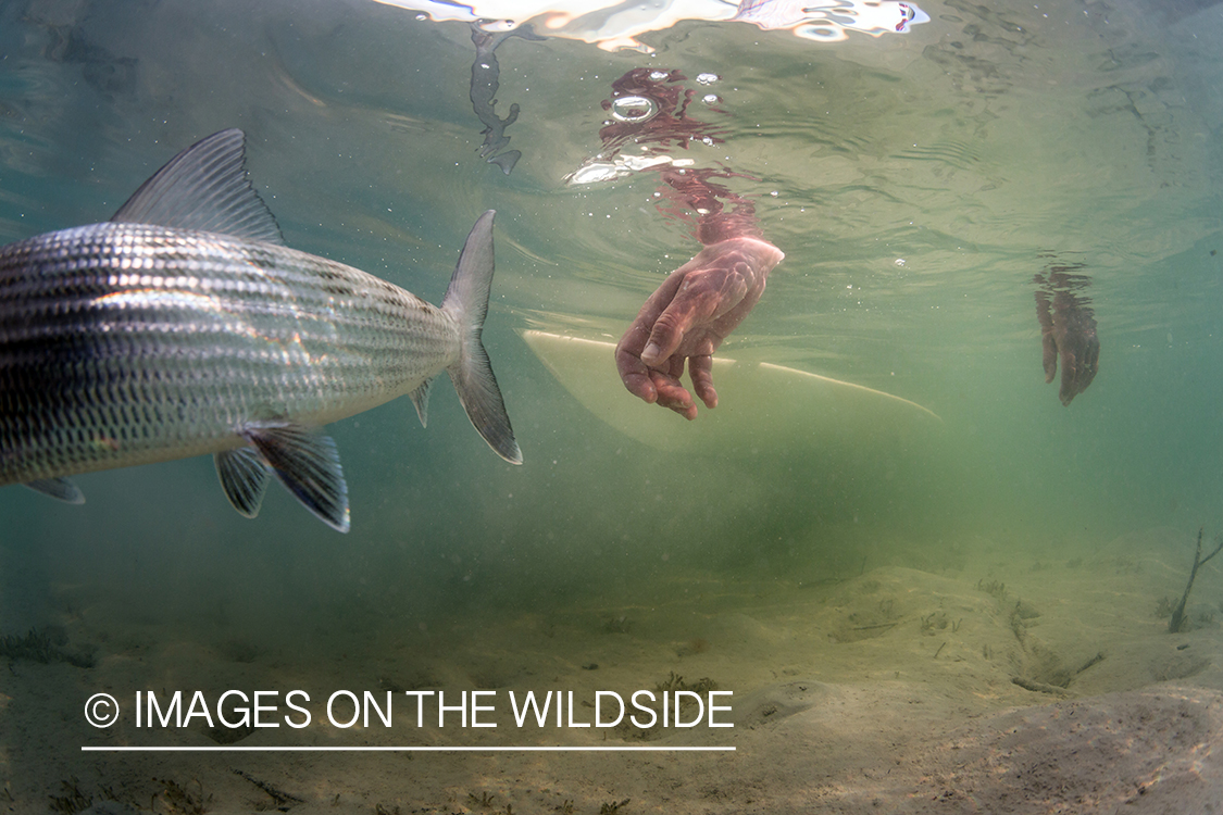 Bonefish being released.