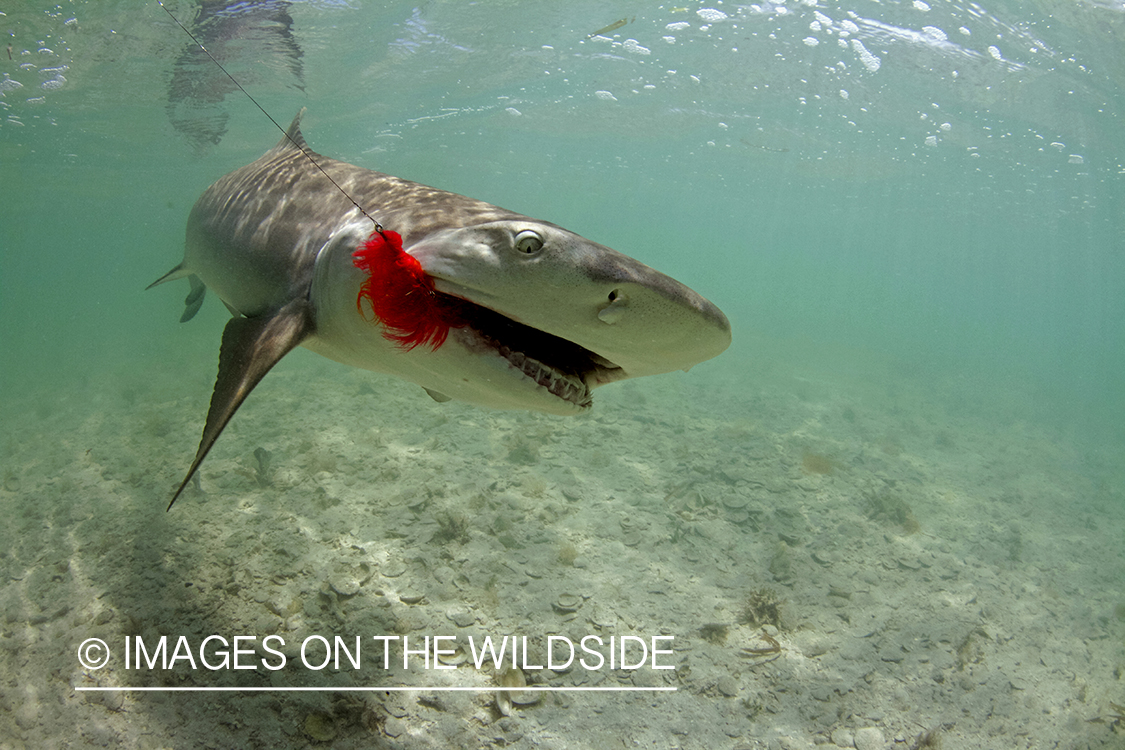 Lemon Shark on line in shallow waters. 