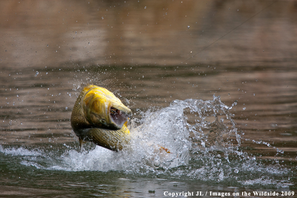 Golden Dorado fighting