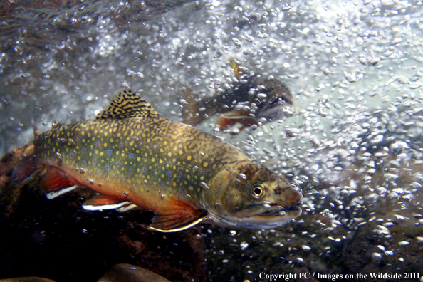 Brook trout, Hyalite Creek, MT. 