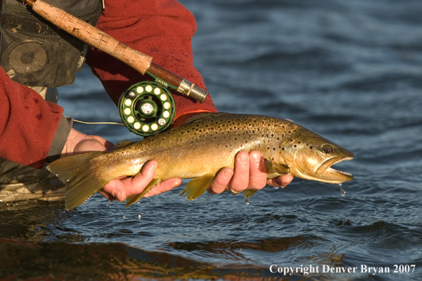 Flyfisherman holding/releasing brown trout.  Closeup of trout.