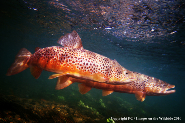 Brown Trout