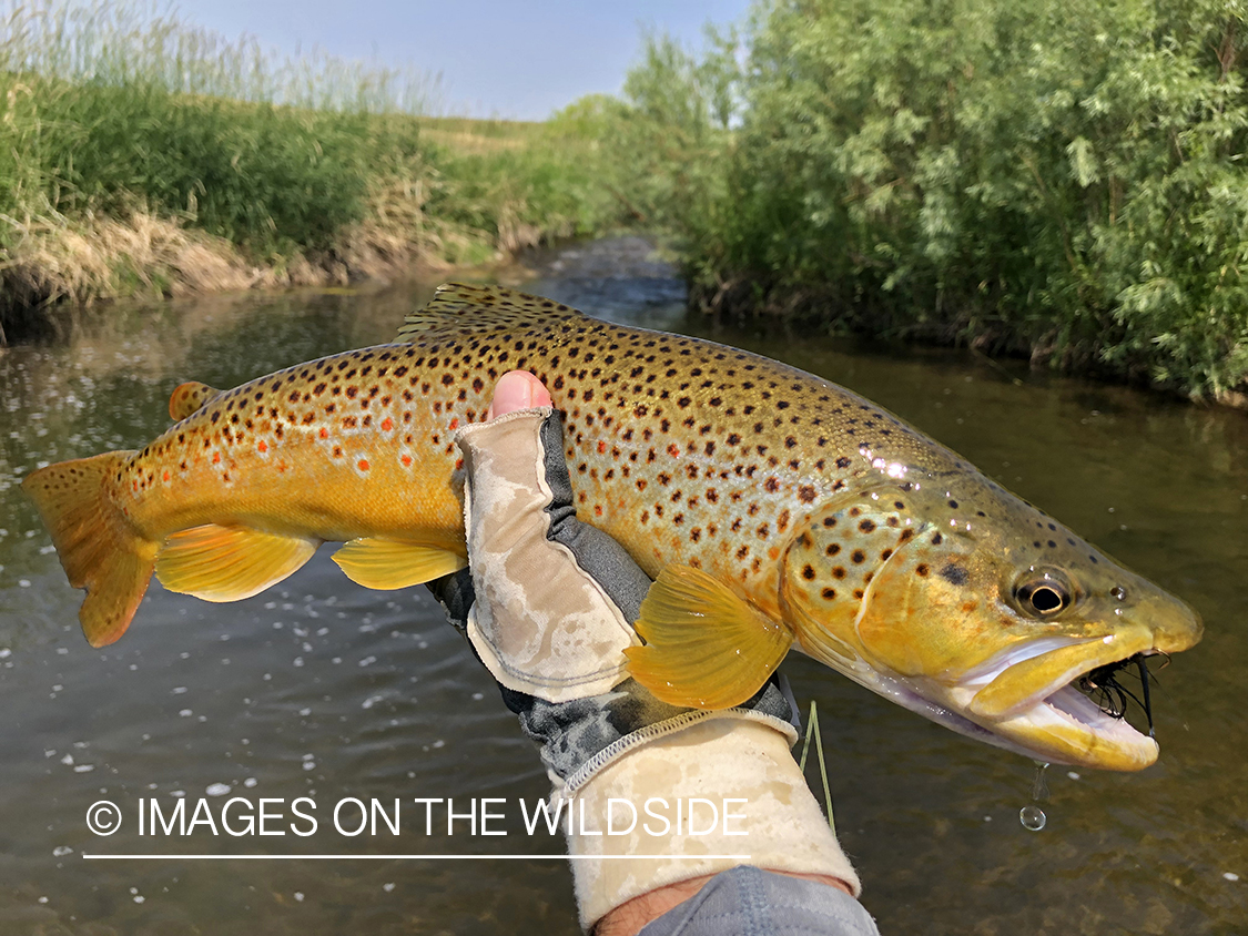 Flyfisherman holding brown trout.