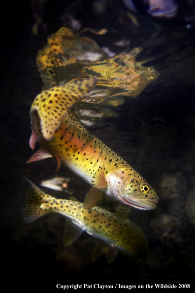 Cutthroat Trout