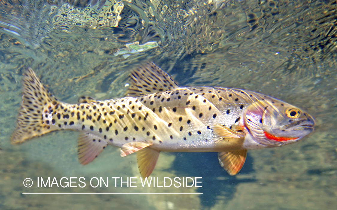 Cutthroat trout in habitat.