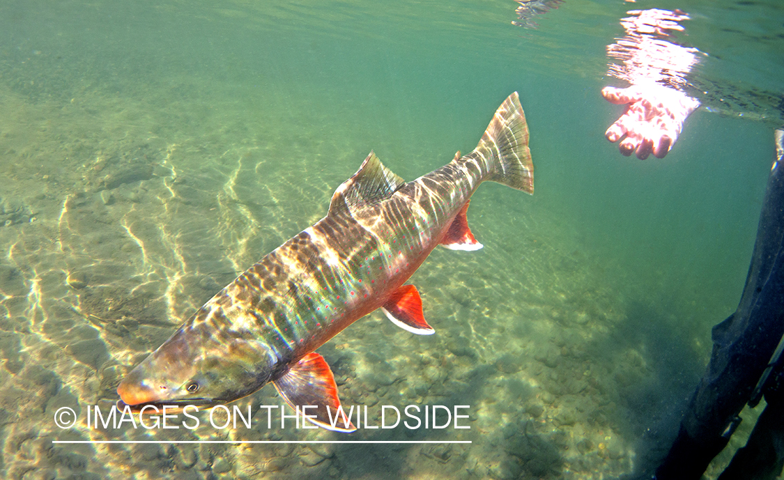 Dolly Varden underwater.