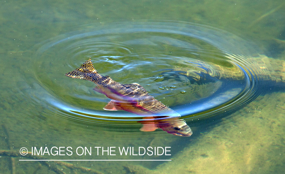 Golden trout under water.